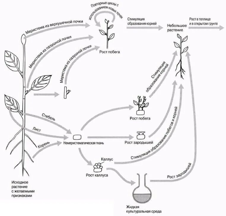 Вегетативное размножение растений клонирование. Клонирование растений схема. 2 Схемы клонирования растений. Механизм клонирования растений. Установите последовательность этапов выращивания растения