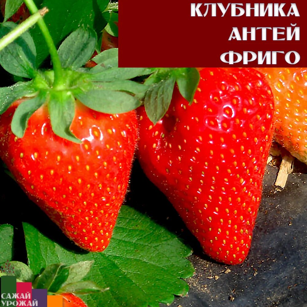 Альба (Alba) меховских купить саженцы клубнику в воронеже