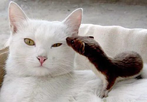 Ищу ласки. Ищу ласки. Одинокий импозантный мужчина. Одинокий импозантный мужчина ищет любви и чего-нибудь пожрать. Найдена белая кошка.