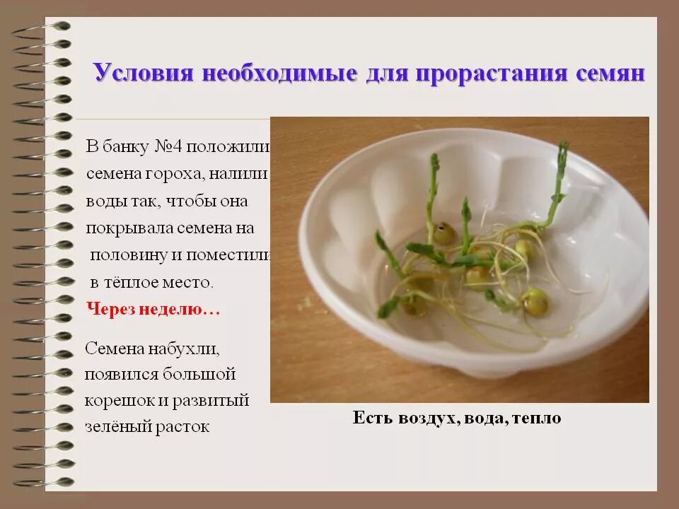 Можно ли есть проросшую