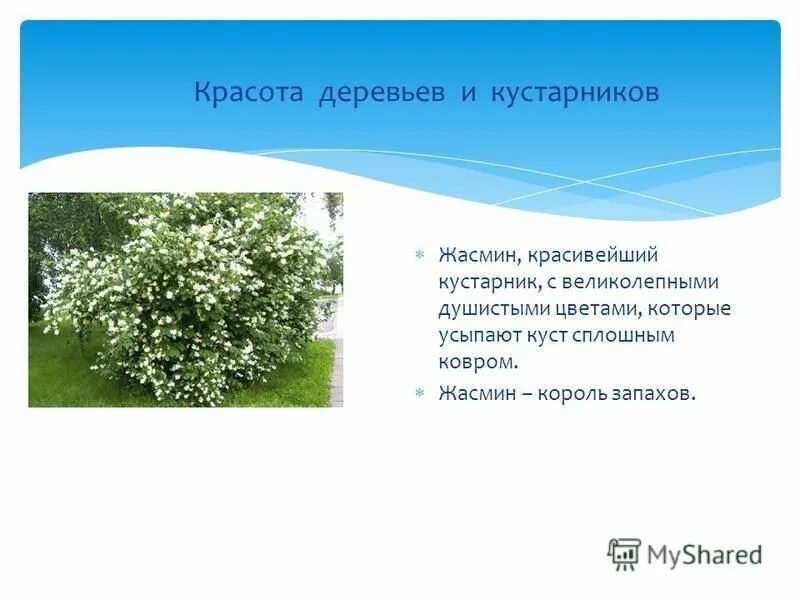 Жасмин цветок описание. Жасмин цветок запах. Жасминовый запах какое прилагательное. Чай улун жасминовый. Жасминовый запах какое прилагательное.