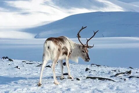 Северный Олень: 2 тыс изображений найдено в Яндекс Картинках