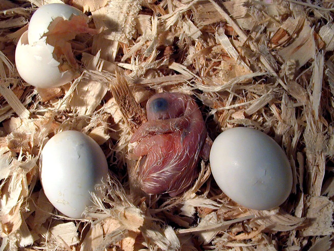 Яйца птиц покрыты. Горлица высиживает яйца. Птица высиживает яйца голубь. Голубиные яйца и птенцы. Попугай высиживает яйца.