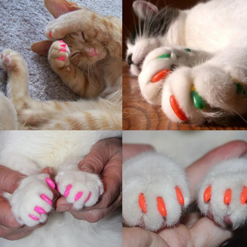 Когти кошки купить. Антицарапки на когти. Коту на когти антицарапки. Кошка на ногтях. Накладки на когти.