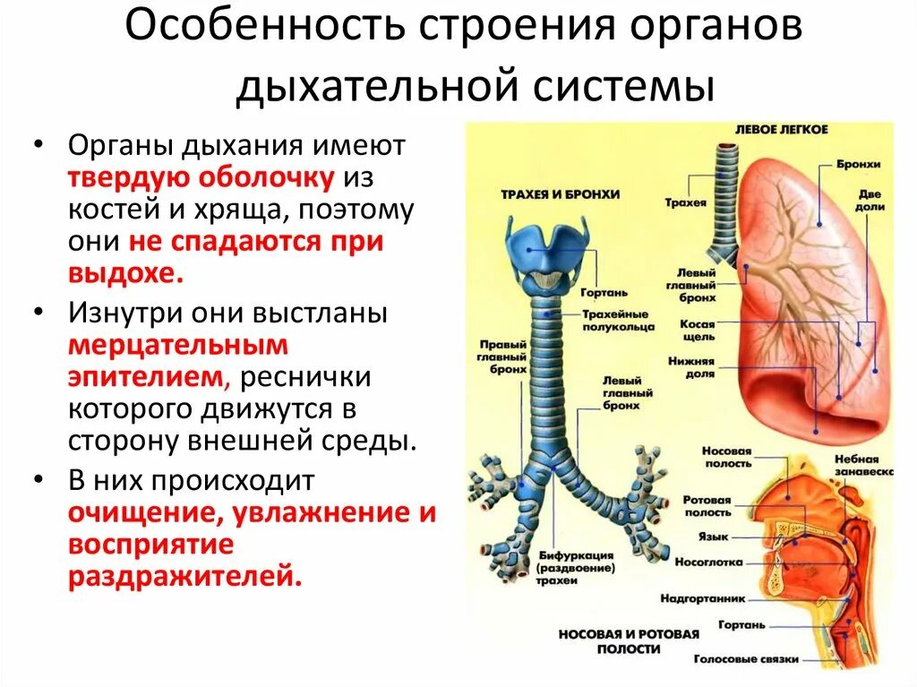 Воздухоносную функцию выполняет. Строение дыхательной системы бронхи. Строение и функции бронхов. Гортань трахея бронхи строение. Воздухоносные пути строение и функции.