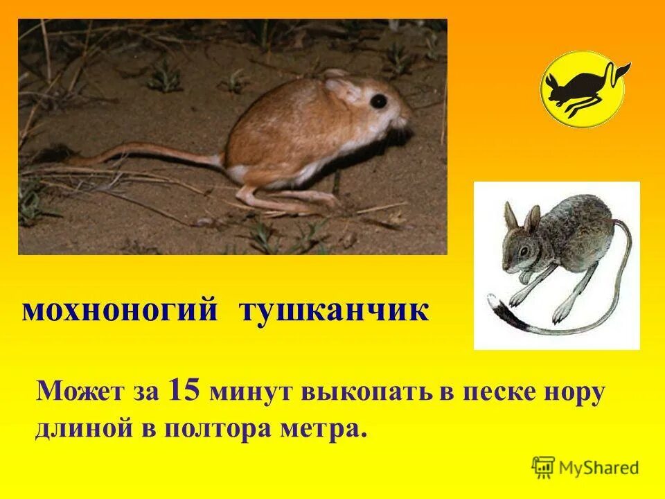 доклад о тушканчике на каком материке. доклад про тушканчика. тушканчик пустыни 4 класс окружающий мир. краткое сообщение о тушканчике. доклад про тушканчика 4 класс по окружающему миру.