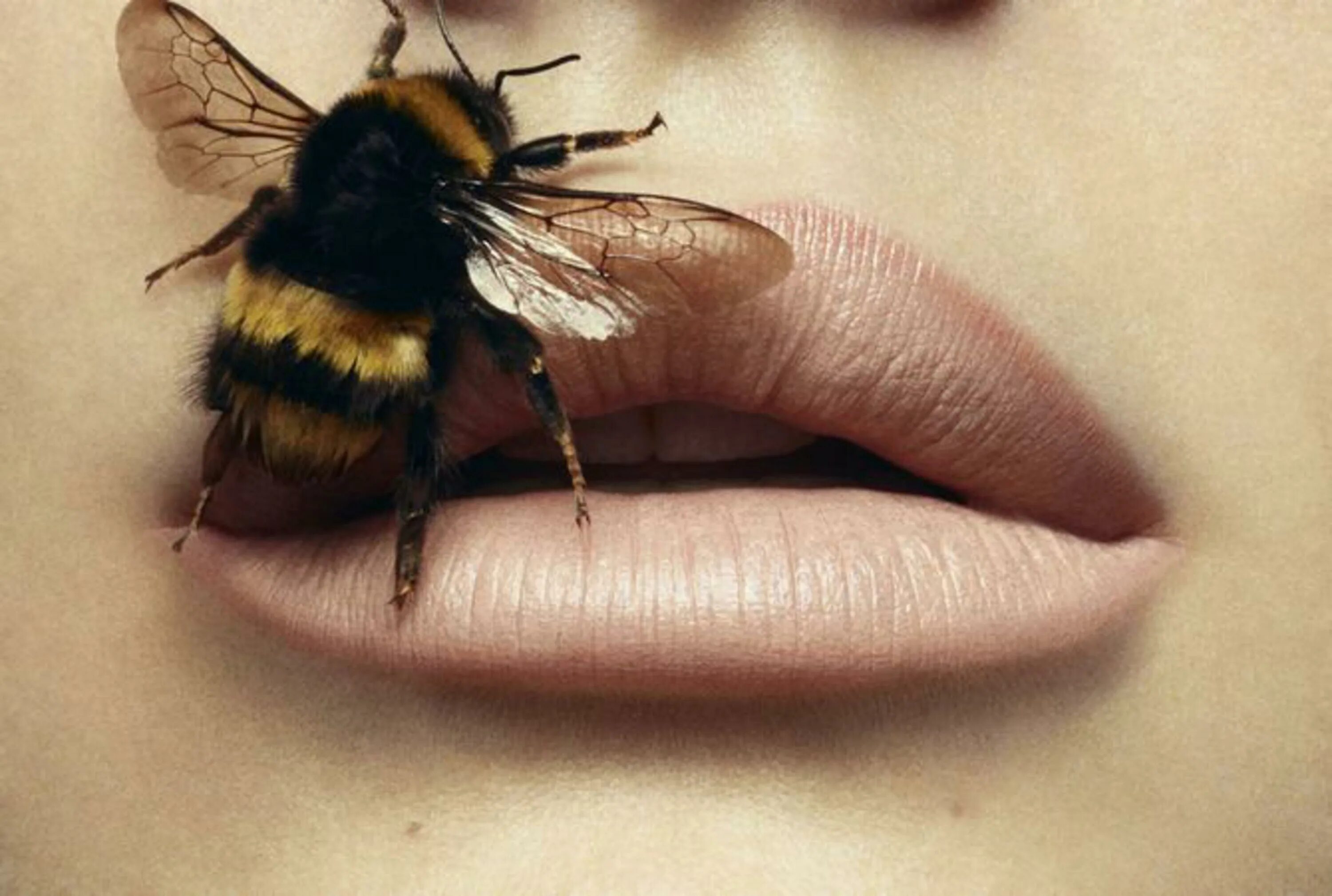 Ирвинг Пенн пчела. Шмель пчела Оса Шершень. Страшный Шмель. Шмель фото.