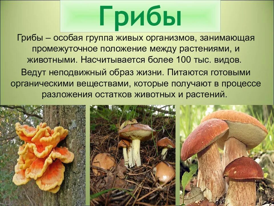 Царство грибы многообразие грибов. Царства живых организмов грибы. Грибы особое царство живых организмов. Царство грибов презентация. Что такое прикрепленный образ жизни в биологии