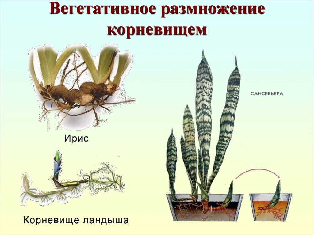 Растительное корневище. Размножение растений корневищами. Вегетативное размножение растений корневищами. Способы размножения корневище растения. Бесполое размножение корневищем.