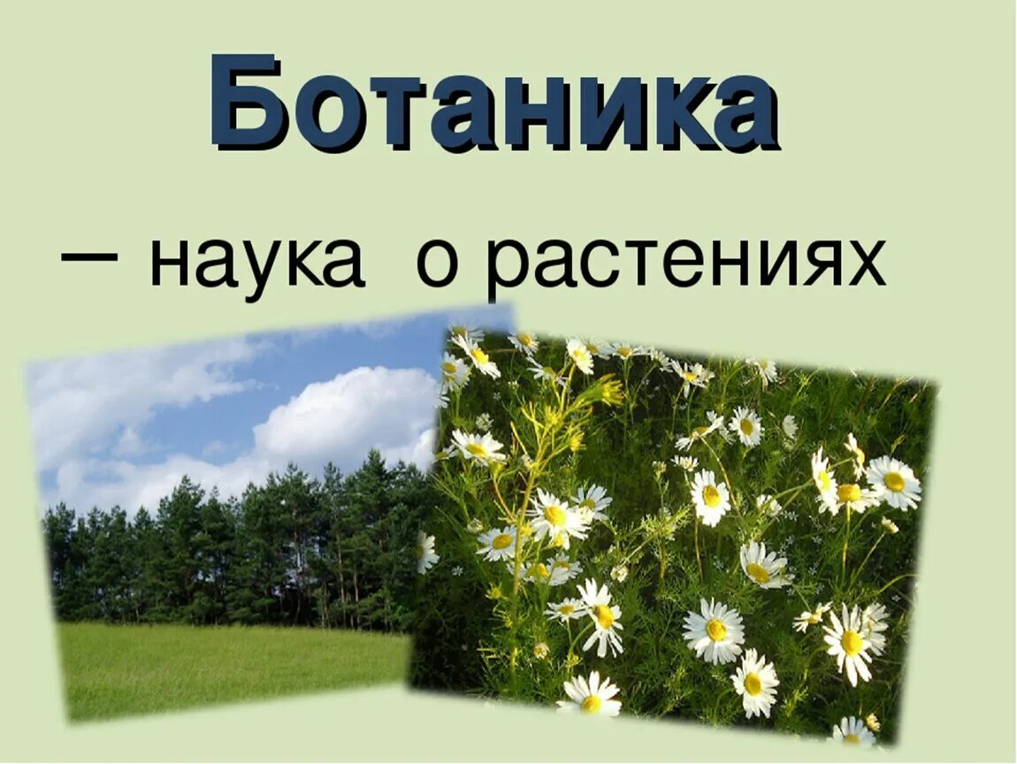 Наука о растениях. Ботаника это наука. Мир растений ботаника. Ботаника изучает растения.