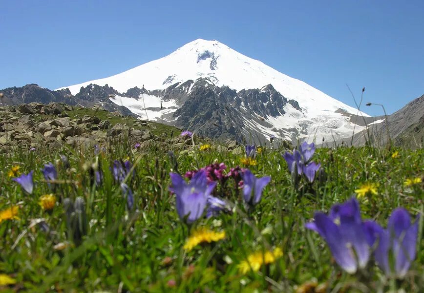 Кабардино-балкарский высокогорный луга. Растительный мир кабардино балкарской республики. Цветы кбр. Альпийские луга приэльбрусья. Рододендрон кавказский заповедник.