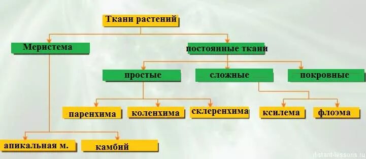 Постоянные растительные ткани