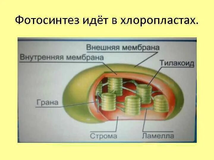 Окисление в хлоропластах. Электронно-микроскопическое строение хлоропластов. Строение хлоропласта. Фотосинтез в хлоропластах. Процесс фотосинтеза в хлоропластах.