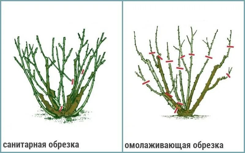 Когда надо обрезать розы. Обрезка флорибунда весной схема. Схема обрезки плетистой розы осенью. Осенняя обрезка роз флорибунда. Схема обрезки роз флорибунда.