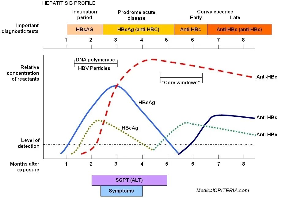 Гепатит б график. Динамика маркеров гепатита b. Маркеры гепатитов HBSAG HCV. Маркеры гепатита в график. Появление маркеров гепатита б.