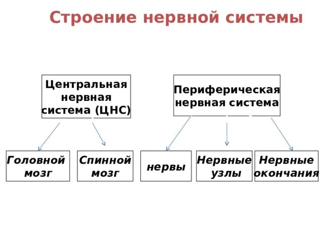 Строение нервной системы нервная система ЦНС периферическая. Нервная система Центральная и периферическая схема. Нервы периферической нервной системы таблица. Структура отдел нервной системы Центральная и периферическая. Какие органы относятся к центральной нервной системе