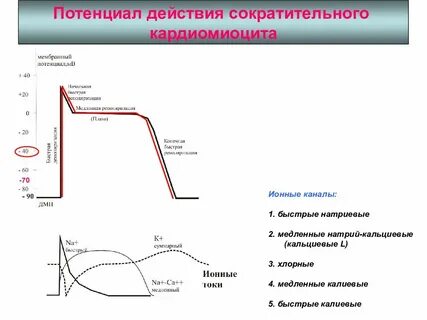 Потенциал кардиомиоцита