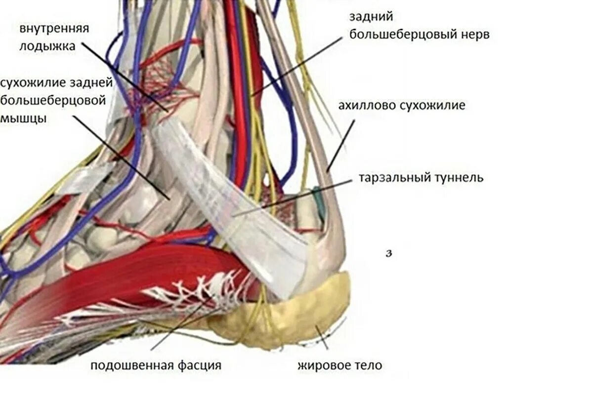 Область подошвы. Сосуды голеностопного сустава анатомия. Анатомия голеностопного сустава нервы. Большеберцовый нерв анатомия. Большеберцовый нерв в области голеностопного сустава.