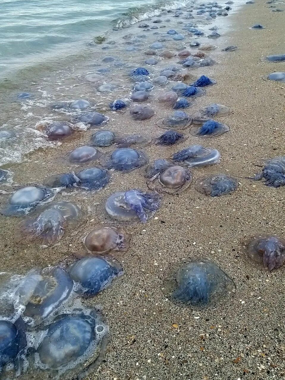 Почему много медуз. Медуза корнерот. Медуза корнерот в черном море. Черноморская медуза корнерот. Медуза корнерот Сочи.