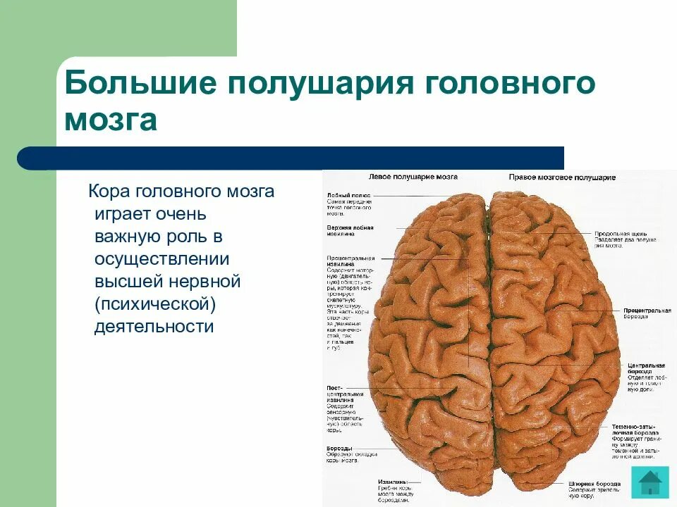 Большие полушария функции таблица. Строение больших полушарий головного мозга биология. Большие полушария строение и функции. Отделы больших полушарий и их функции таблица. Строение больших полушарий головного мозга. 8 Класс.