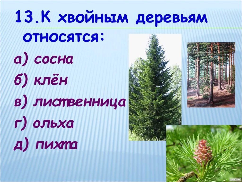 Хвойной породой является. Ель пихта сосна кедр лиственница. Сосна пихта ольха лиственница. Ель пихта лиственница. Что относится к хвойным деревьям.