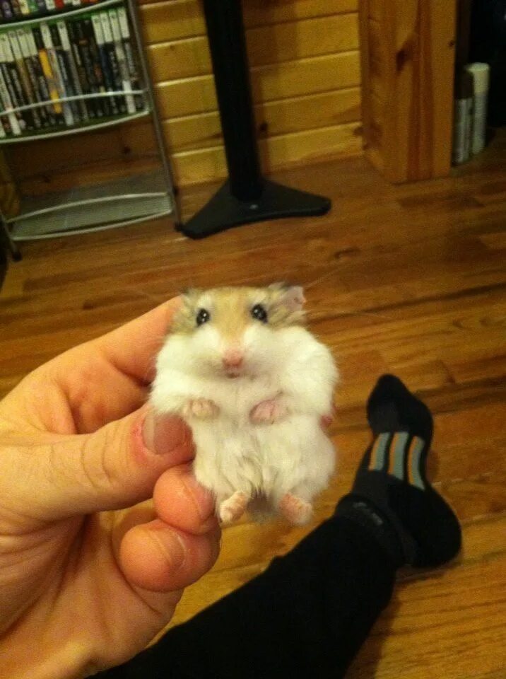 3d hamster. Hamster dzen. Сирийский хомячок. Hamster dzen. Сирийский хомяк рекс.