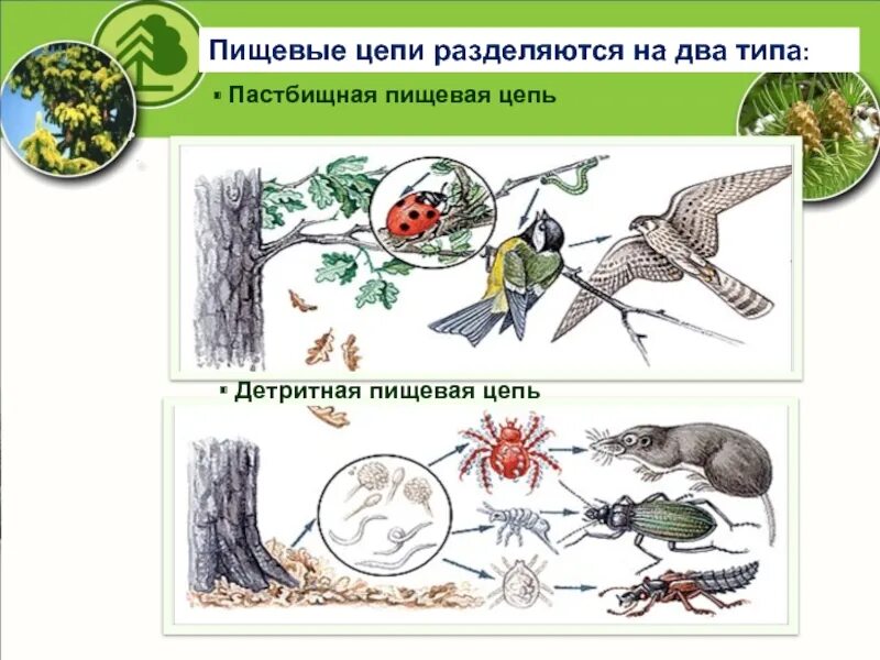 Пастбищная цепь состоит из. Типы пищевых цепей детритная. Пастбищные и детритные цепи. Детритная цепь питания. Детритные цепи это в биологии.