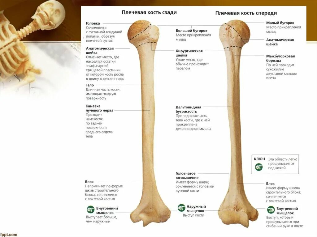 плечо какие кости. плечевая кость проксимальный эпифиз. схема костей плечевого пояса. строение плечевого сустава кости. строение головки плечевой кости.