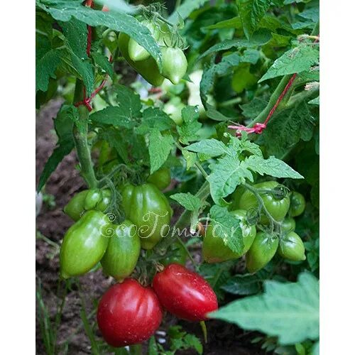 гном головорез томат. томат гном отчаянный. томат гном дамасская сталь. томат веселые ребята. томат гном стринги.