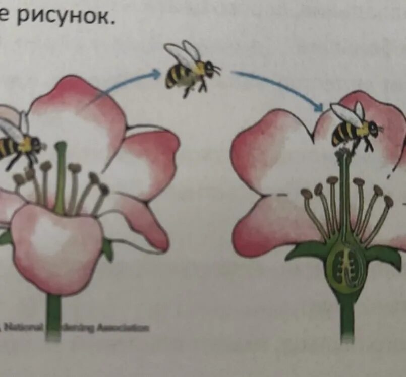 Объяснение рисунков. Как рисунком объяснить. Объяснять рисунок. Как нарисовать "объяснение". Объяснение по картинке как рисовать.