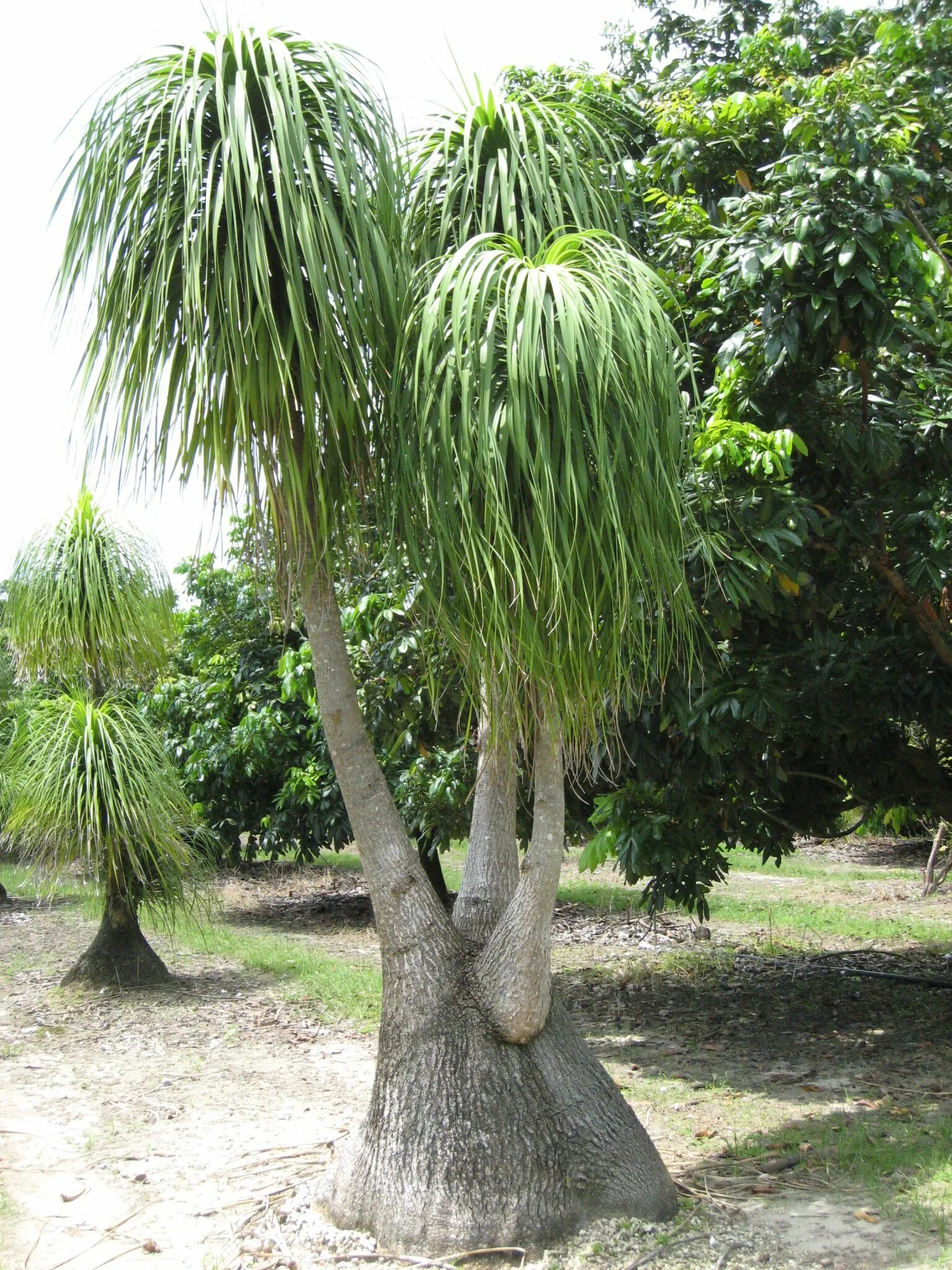 растения танзании баобаб. слоновое дерево. слоновое дерево. пахикормус разноцветный или слоновье дерево. баобаб в африке.
