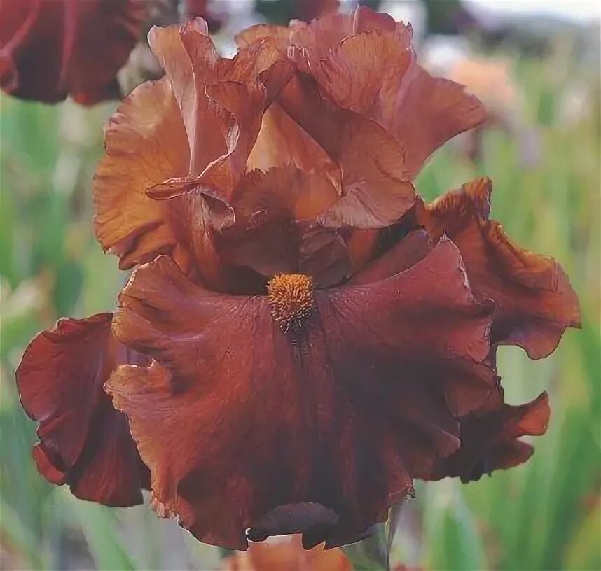 31.03.13 Чёрный ирис - Iris Nigricans (национальный цветок Иордании) :: Борис Рж