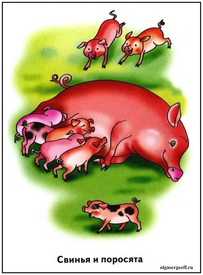 Свинья окружающий мир 3 класс. Свинья с поросятами. Мама свинья с поросятами. Свинарник рисунок. Рисунок животные заботятся о своем потомстве.