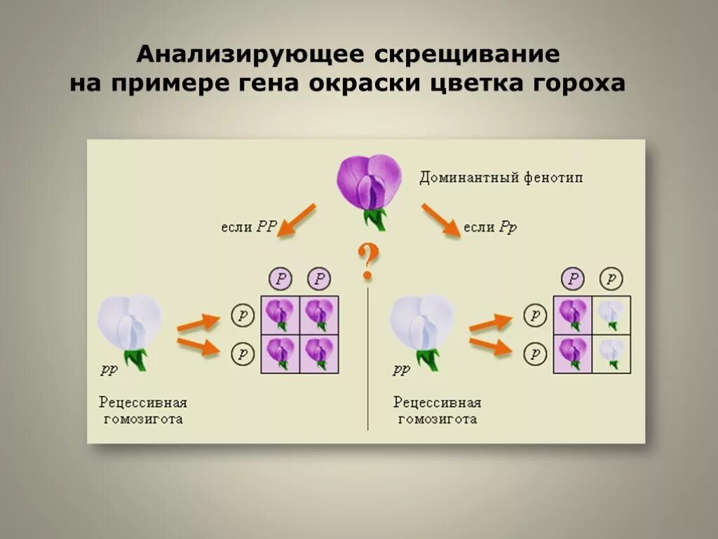 Соотношение анализирующего скрещивания. Схема дигибридного анализирующего скрещивания. анализирующее скрещивание. анализирующее скрещивание пример. анализирующее скрещивание схема скрещивания.