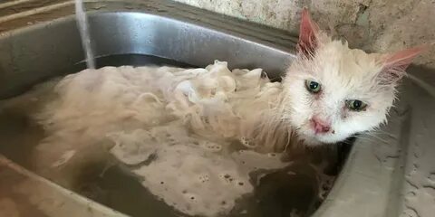 Коте смоленске