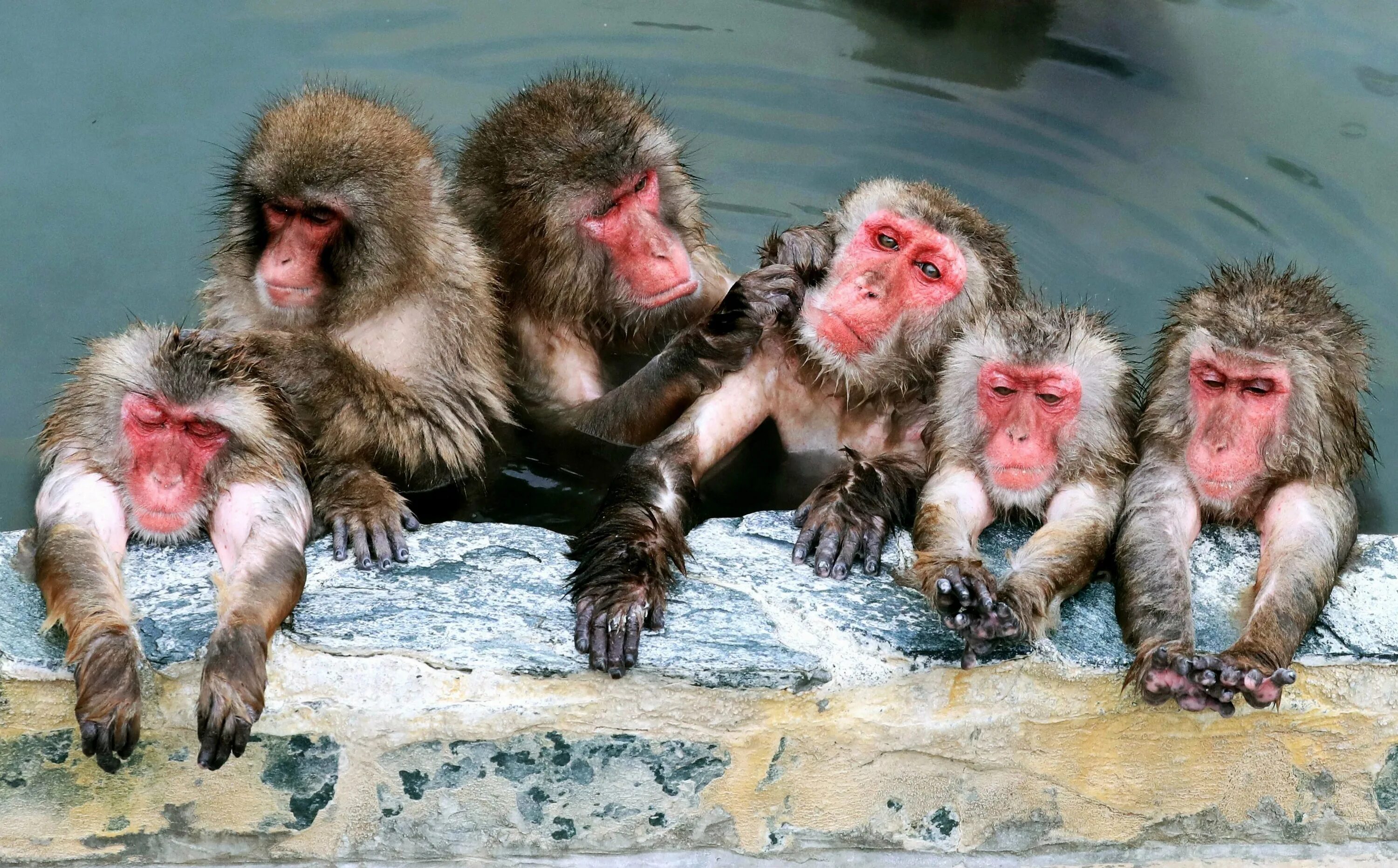 3 обезьяны сидят. Горячие источники Япония макаки. Японские макаки в теплых источниках. Обезьяны в термальных источниках Японии. Японские обезьяны.
