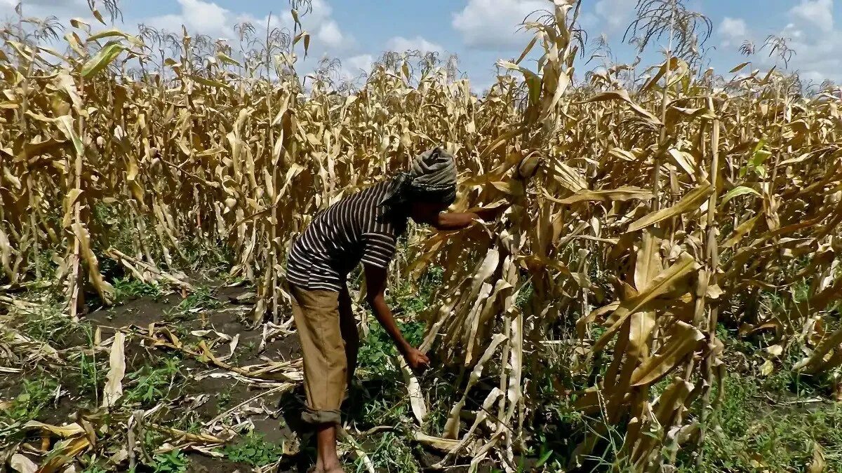 Страны выращивающие сахарный тростник. Эфиопия сельское хозяйство. Земледелие в Африке. Сельское хозяйство Африки. Промышленность и сельское хозяйство.