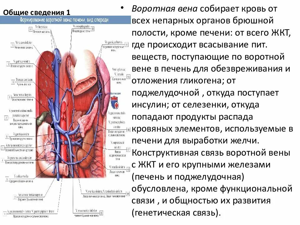 Кровообращение воротной вены. Схема движения крови воротной вены печени. Воротная Вена печени собирает кровь от.