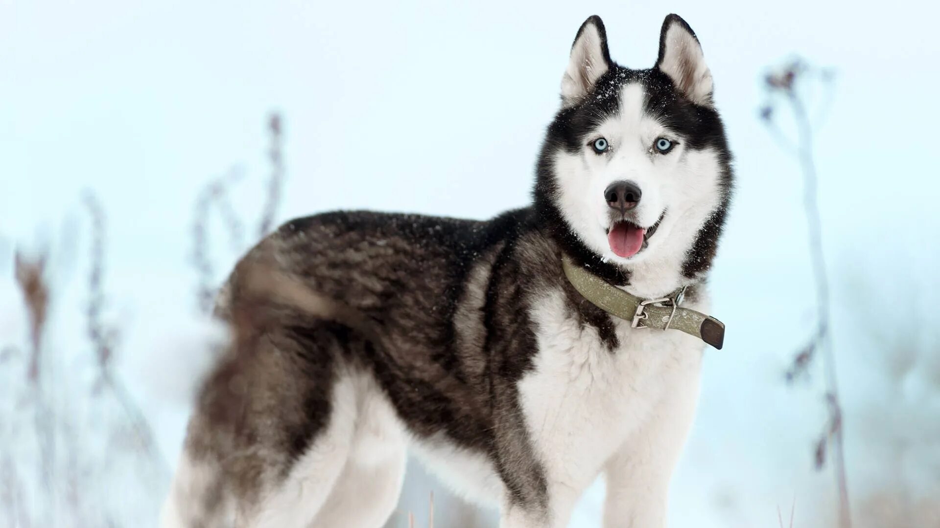 Сибирский хаски породы собак. Угольно-чёрный сибирский хаски. Хаски биттер. Хаски биттер. Сибирский хаски щенки.