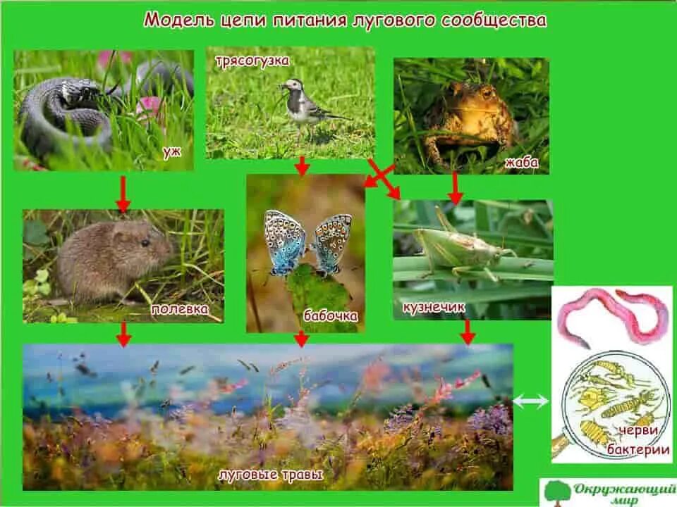 Три цепи питания для разных природных сообществ. Цепь питания жизнь Луга 4 класс окружающий мир. Цепь питания Луга 4 класс окружающий мир. Пищевая цепочка Луга 4 класс окружающий. Цепь питания Луга 3 класс окружающий мир.
