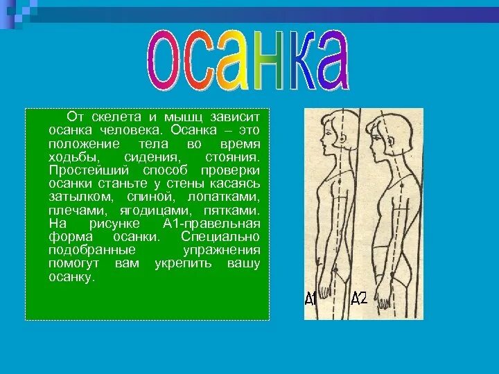 Осанка скелет и мышцы человека