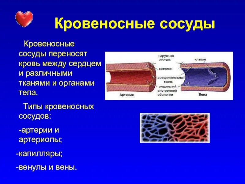 Строение стенки кровеносных сосудов. Кровеносный капиляр строение. Сосуды их строение и функции. Артерия Вена капилляр эндотелий. Артерии и вены функции