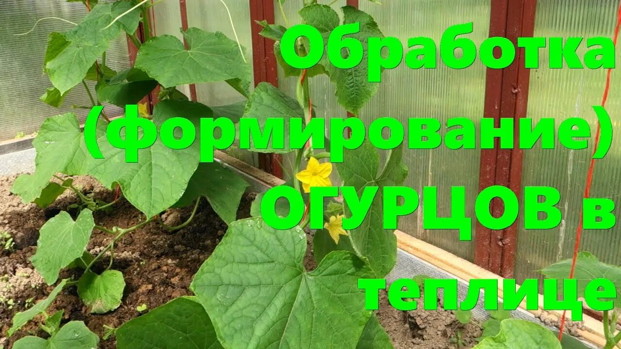 Сода для огурцов в теплице для чего. Формирование огурцов в теплице. формирование плетей огурцов. формирование огурца в теплице картинки. как формировать огурцы в теплице.