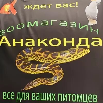 Анаконда зоомагазин в нижнем новгороде телефон. Анаконда зоомагазин в нижнем новгороде. Анаконда зоомагазин в нижнем новгороде. Анаконда зоомагазин в нижнем новгороде. Анаконда зоомагазин в нижнем новгороде.
