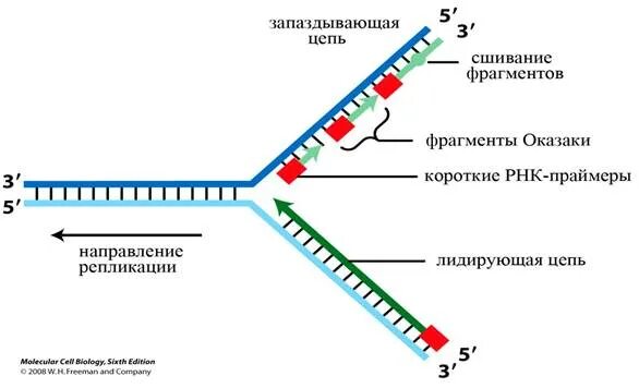 Направление матричной цепи днк. Репликация ДНК запаздывающая цепь. Репликация ДНК ФРАГМЕНТЫ Оказаки. Схема репликации ДНК лидирующая цепь. Синтез лидирующих цепей репликации ДНК.
