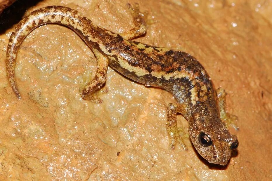 саламандра в пещере