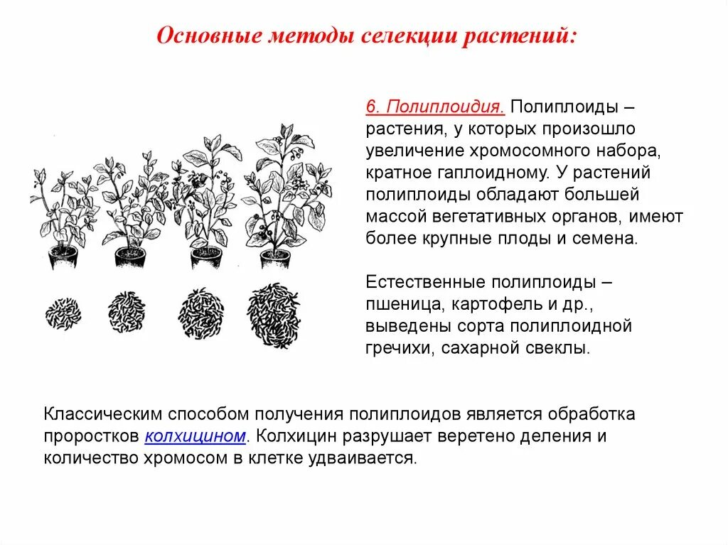 Селекция презентация 10 класс. Метод полиплоидии в селекции. Методы полиплоидия растений. Методы селекции растений искусственная гибридизация. Методы селекции полиплоидия.