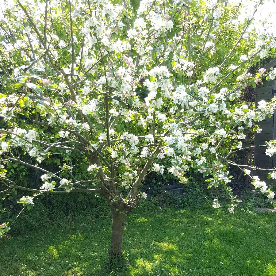 Яблоня Malus domestica. Яблоня домашняя (Malus domestica). Яблоня Malus Hyslop. Malus domestica дерево. Вид яблони домашней