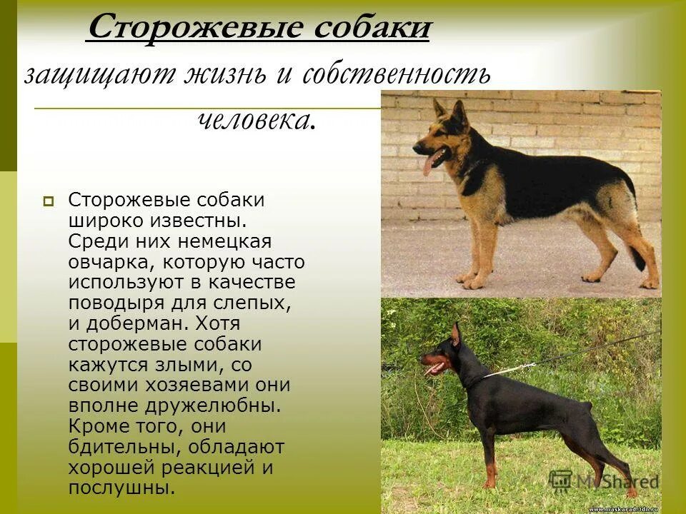 характеристика сторожевых собак. характерисикамосковская сторожевых собак. московская сторожевая овчарка. собаки породы московская сторожевая. московская сторожевая и кавказская овчарка характеристика породы.