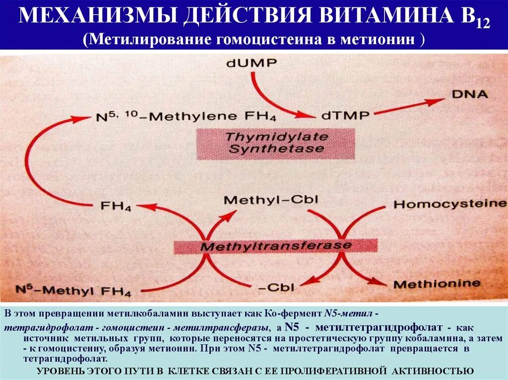 Гомоцистеин биохимия. Метилирование витамина в12. Механизм действия витаминов. Механизм действия витамина в5. Механизм действия витамина в12.